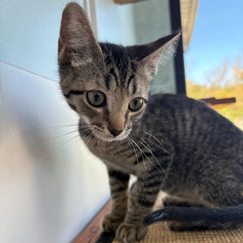 A baby small-sized male Domestic Short Hair cat named Eric for adoption in Deerfield, IL