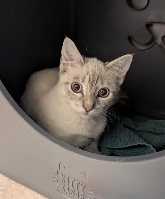 A baby small-sized female Domestic Short Hair cat named Moth for adoption in Leesburg, VA