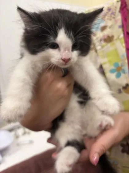 A baby small-sized male Domestic Medium Hair cat named Pepperoni for adoption in Scotia, NY