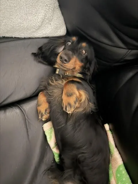 A young small-sized male Dachshund dog named Atlas  OC for adoption in Los Angeles, CA