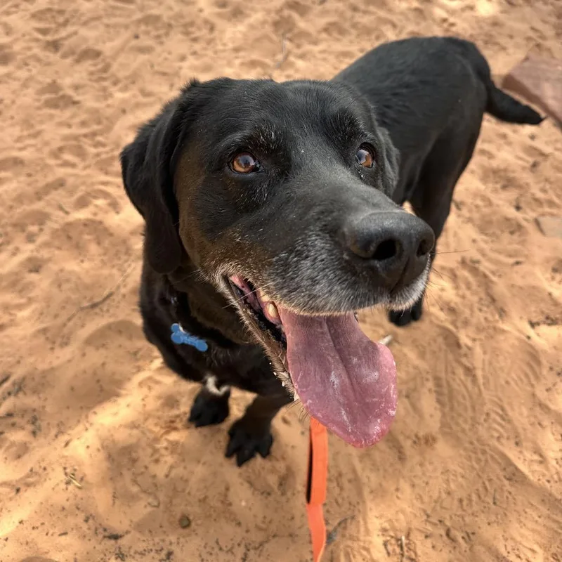 A senior large-sized male Black Labrador Retriever dog named Rucker for adoption in Kanab, UT