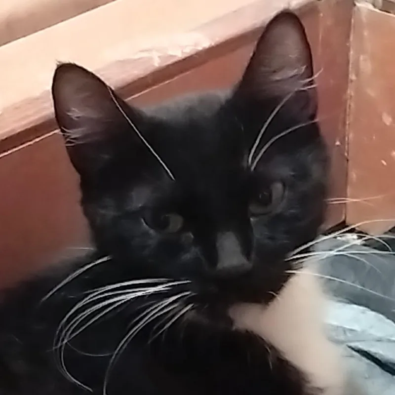 An adult small-sized female Black Domestic Medium Hair cat named Penny for adoption in Las Vegas, NV