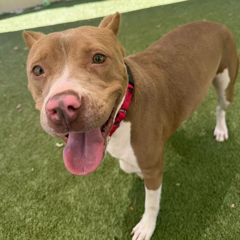 An adult medium-sized female Red / Chestnut / Orange Mixed Breed dog named Petunia for adoption in Titusville, FL