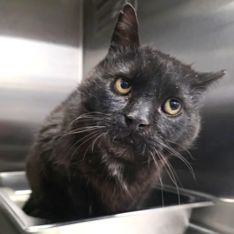 A senior large-sized male Black Domestic Short Hair cat named Pharaoh for adoption in Fort Wayne, IN