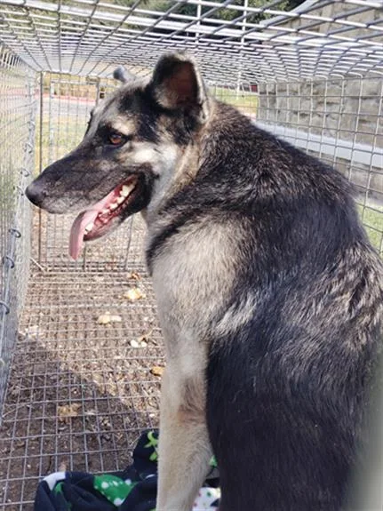 An adult large-sized male German Shepherd Dog dog named Toby for adoption in Dallas, TX