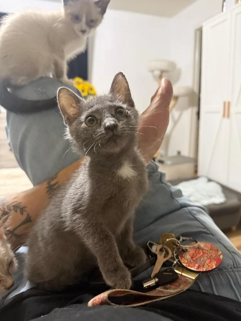 A baby large-sized female Domestic Short Hair cat named Leonora for adoption in warrenville, SC