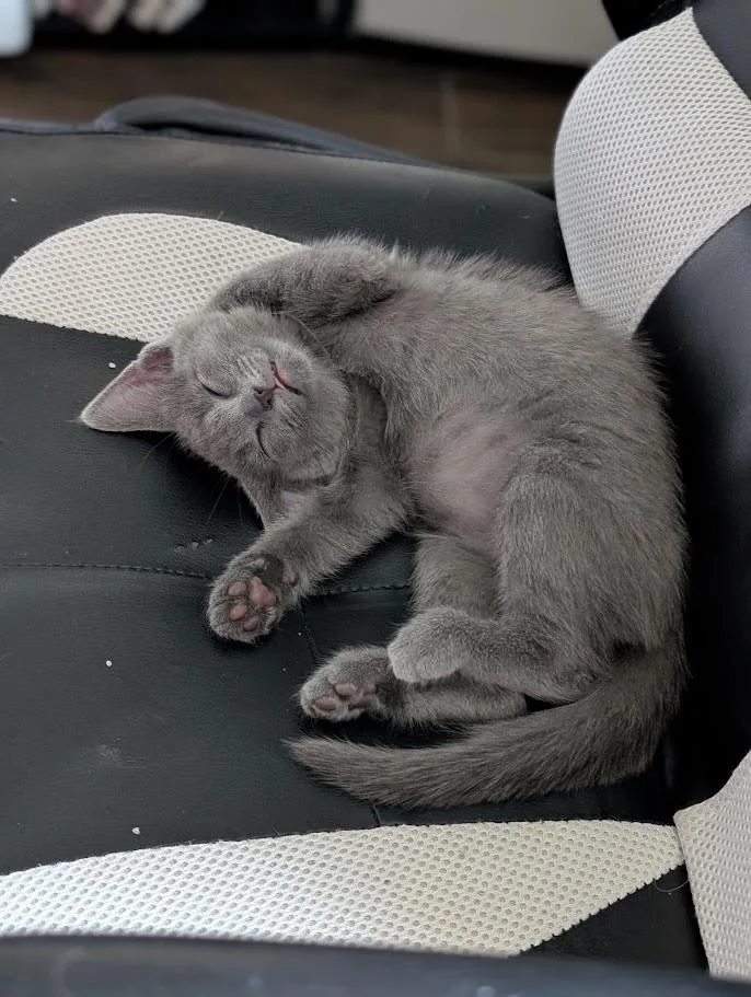 A baby medium-sized female Domestic Short Hair cat named Mia A for adoption in Plano, TX