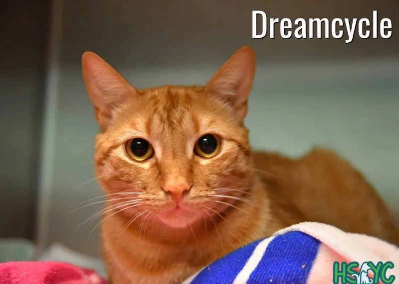 A young medium-sized male Domestic Short Hair cat named Dreamsicle for adoption in Fort Mill, SC