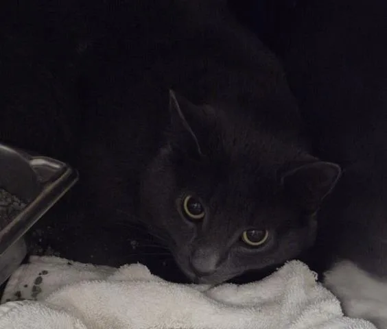A young medium-sized male Domestic Short Hair cat named Asterisc for adoption in Decatur, IL