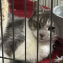 Master Mckee Houston