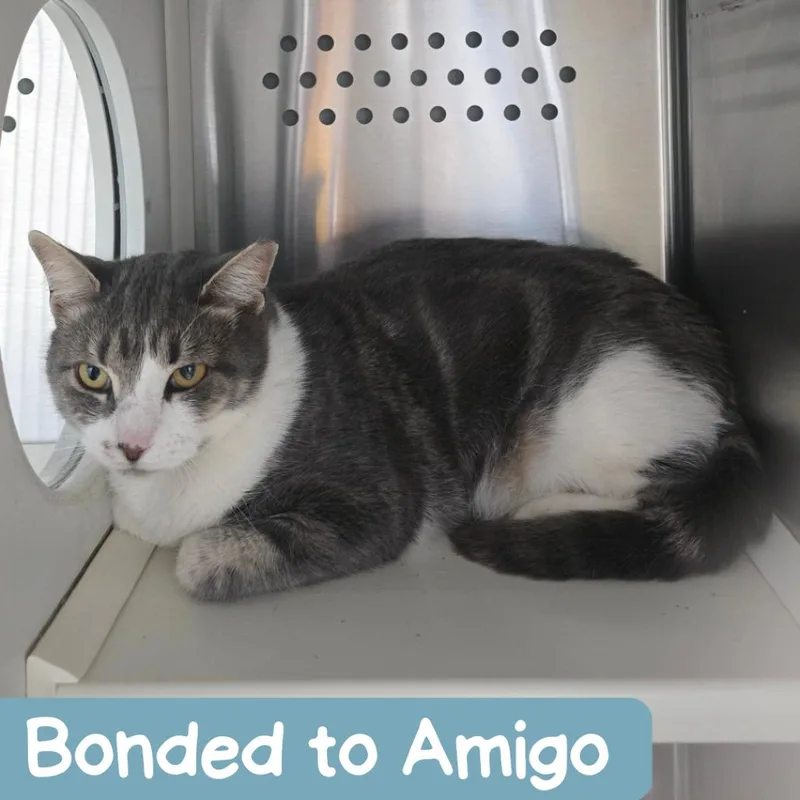 Master Mckee Houston thumbnail 3