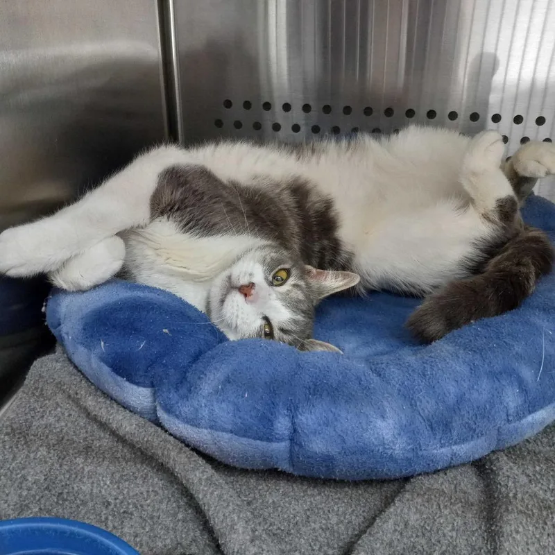 Master Mckee Houston thumbnail 4