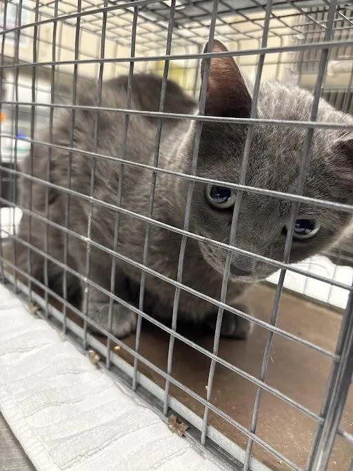 An adult medium-sized female Domestic Short Hair cat named Nina for adoption in Las Vegas, NV