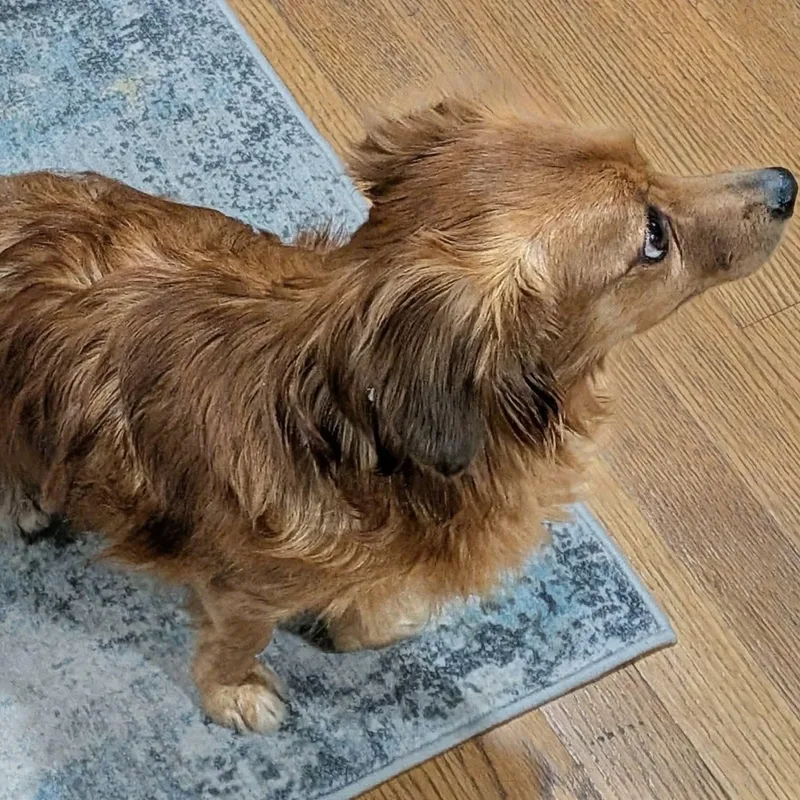 A senior small-sized female Red / Chestnut / Orange Dachshund (Miniature Long Haired) dog named Mimi for adoption in Brockport, NY
