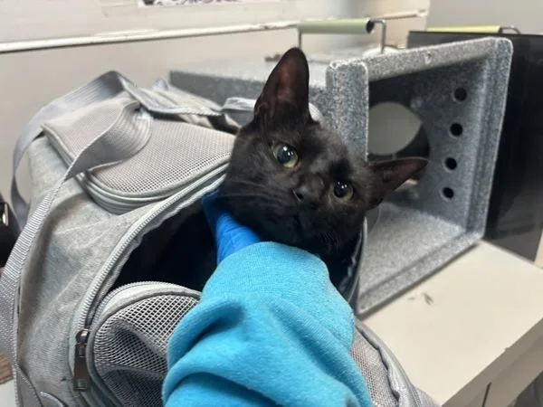 An adult medium-sized female Domestic Short Hair cat named Azula for adoption in New York, NY