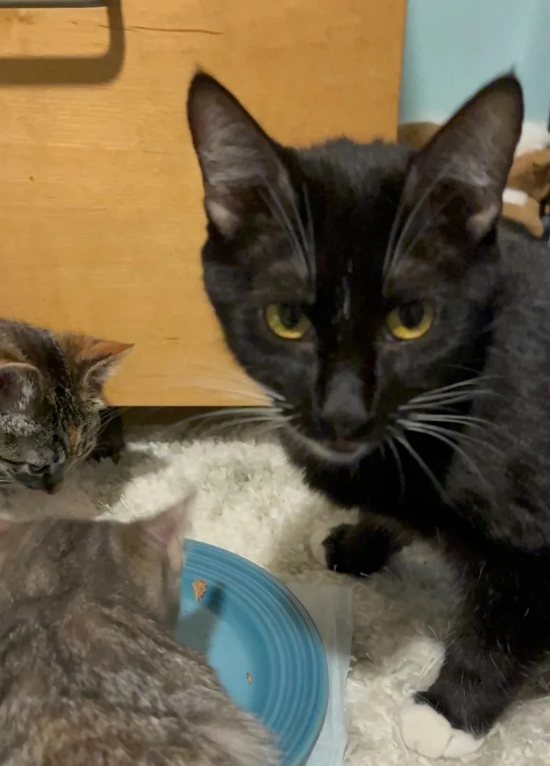 Queen Latifah thumbnail 2