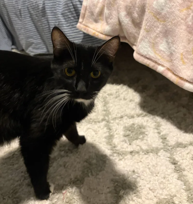 Queen Latifah thumbnail 4