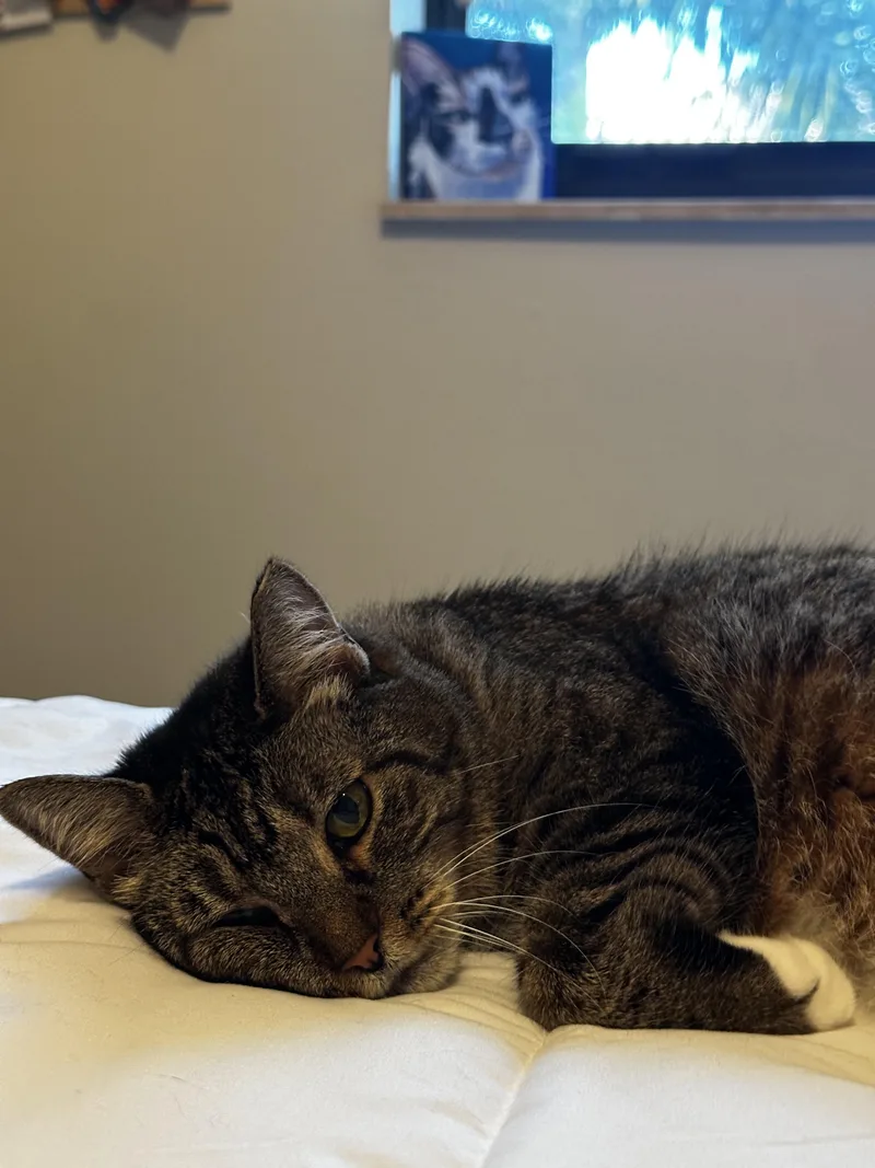 An adult medium-sized female Tabby (Brown / Chocolate) Tabby cat named Momma for adoption in Coconut Creek, FL