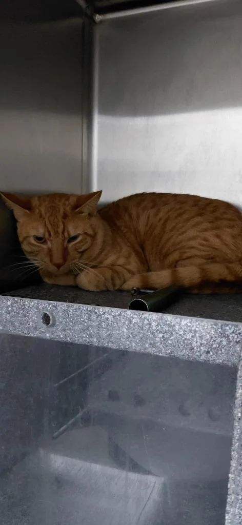 A young small-sized male Domestic Short Hair cat named Alec for adoption in Henderson, NC