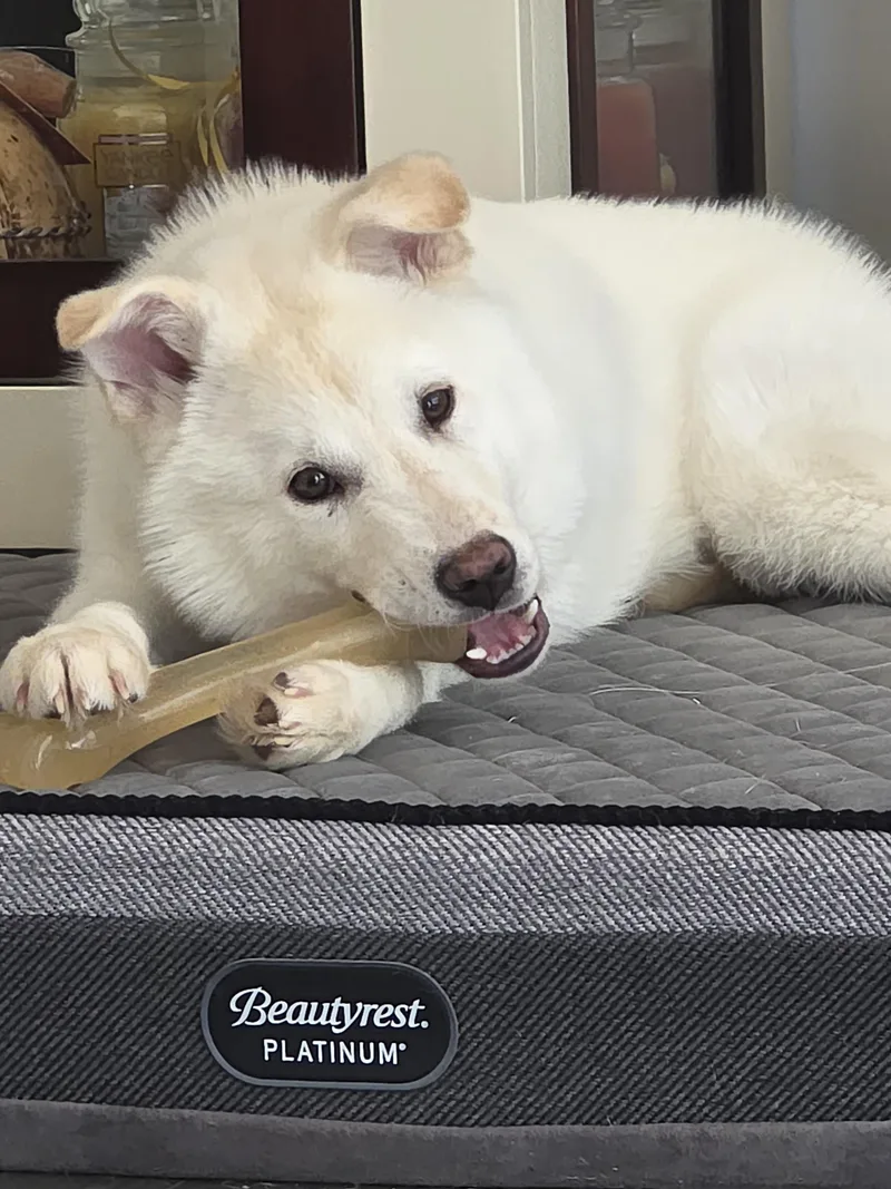 A young medium-sized male Jindo dog named Raccoon for adoption in Duluth, GA