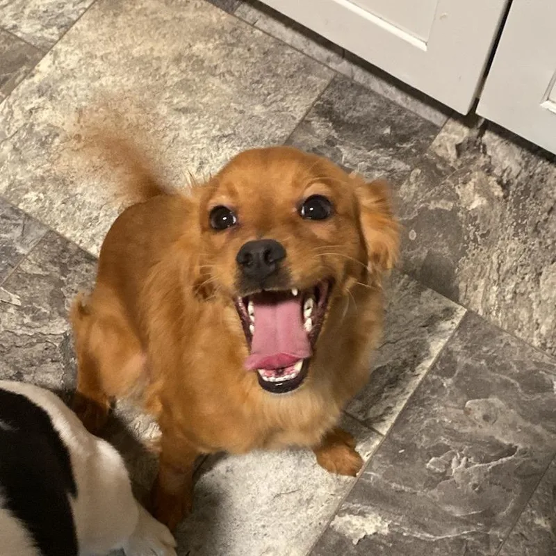 An adult small-sized female Mixed Breed dog named Carrots for adoption in Greensboro, NC