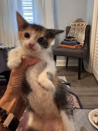 A baby small-sized female Domestic Short Hair cat named Kimchi for adoption in New Orleans, LA