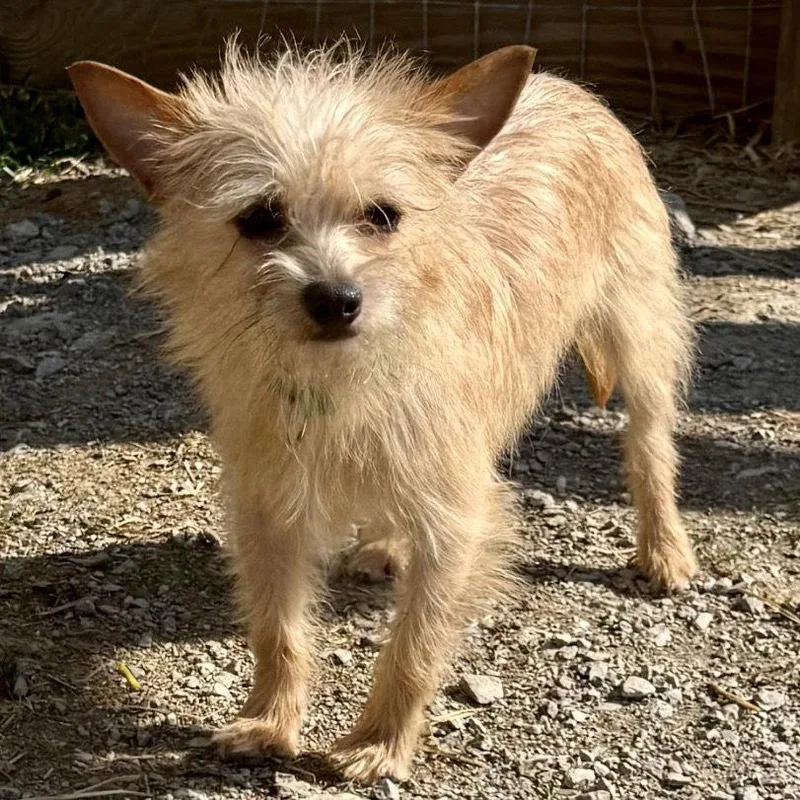 A young small-sized male Norfolk Terrier dog named Otis for adoption in Norwood, OH