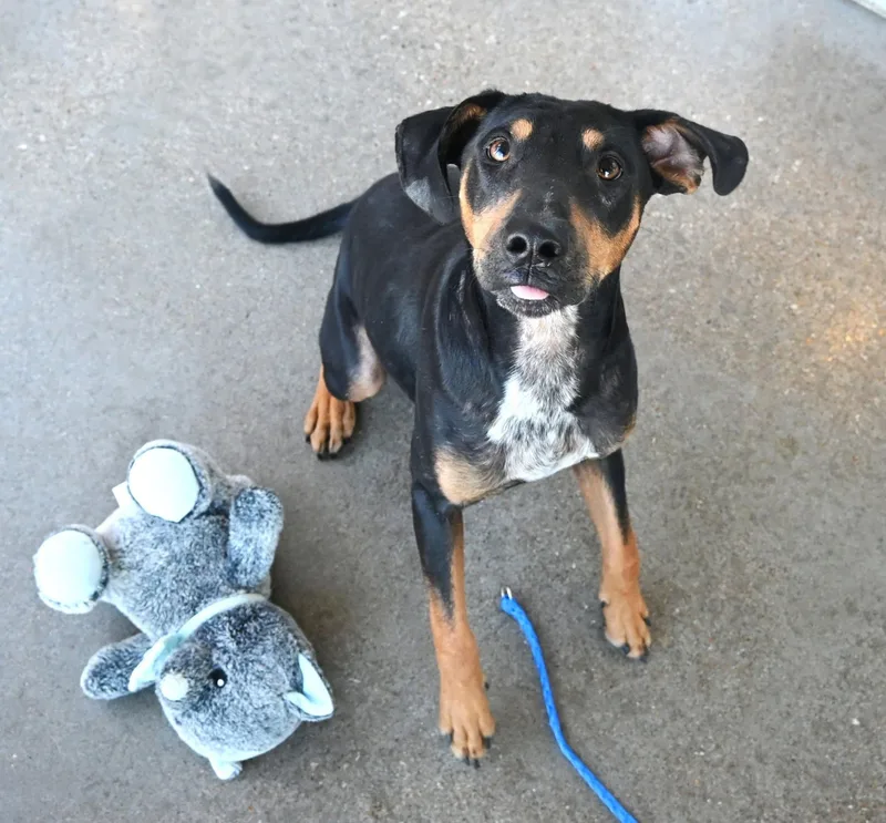 An adult medium-sized male Terrier dog named 22723 for adoption in Broken Arrow, OK