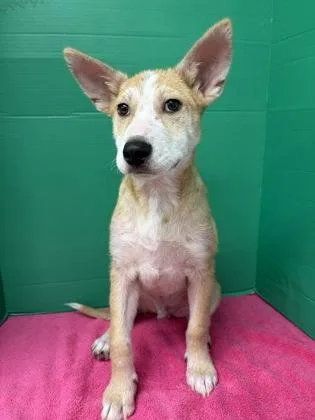 A baby large-sized male Shepherd dog named Mercutio for adoption in Houston, TX