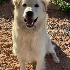 A young medium-sized male Apricot / Beige Golden Retriever dog named Xander for adoption in Bernalillo, NM