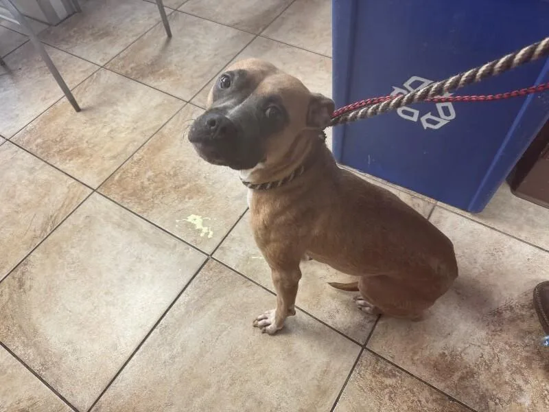 An adult medium-sized female Brown / Chocolate Mixed Breed dog named Sadie May for adoption in Cincinnati, OH