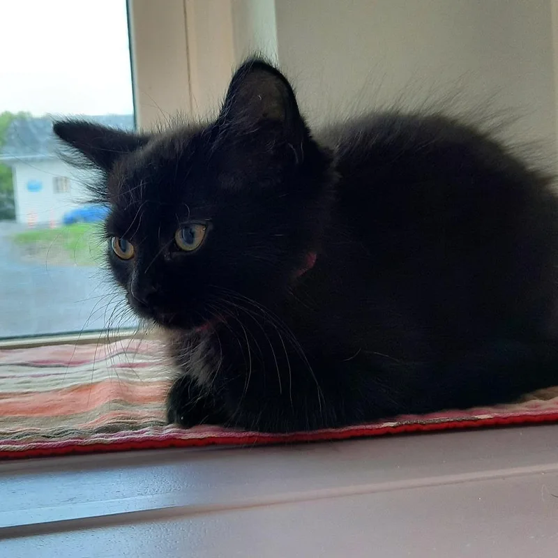 A baby small-sized female Black Domestic Medium Hair cat named Majika for adoption in Watertown, NY