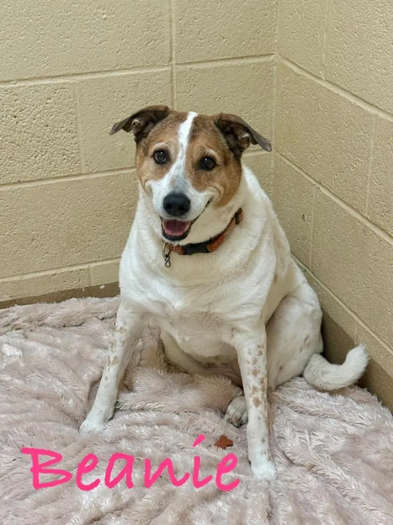 A senior small-sized female Cattle Dog dog named Beanie for adoption in Fort Pierce, FL