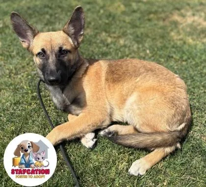 A young medium-sized female Belgian Shepherd / Malinois dog named Jo Anne for adoption in Phoenix, AZ