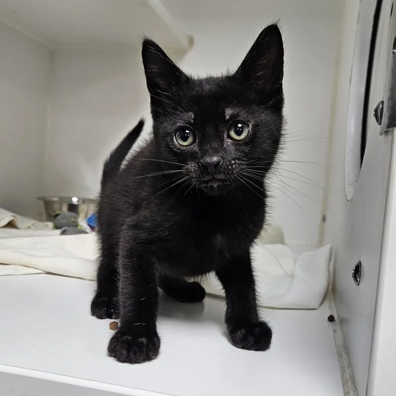 A baby small-sized male Black Domestic Short Hair cat named Fat Boy for adoption in Gainesville, FL