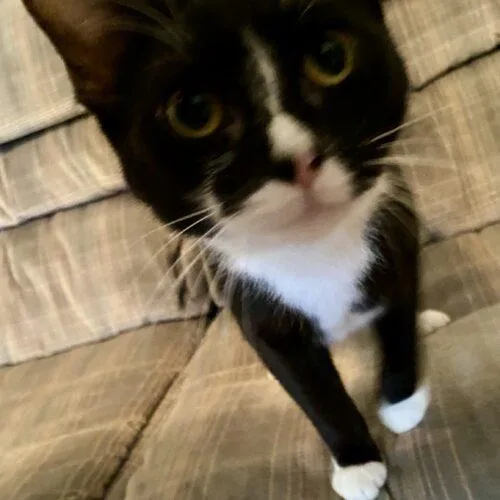 A young medium-sized female Gray / Blue / Silver Domestic Short Hair cat named Cicada & Ladybug for adoption in Seven Valleys, PA