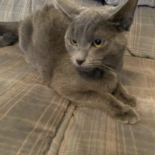 Cicada & Ladybug thumbnail 2