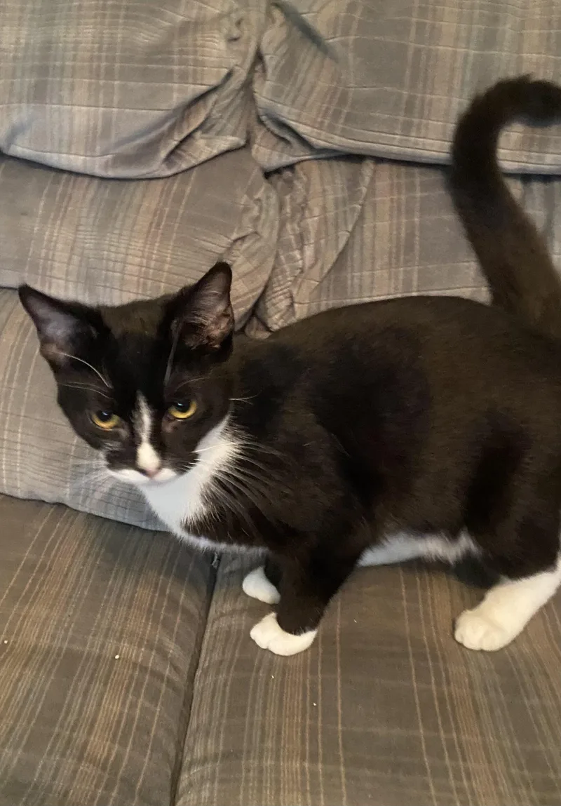 Cicada & Ladybug thumbnail 3