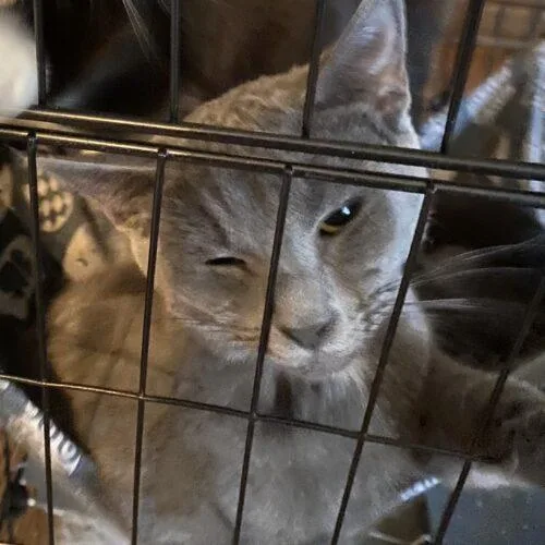 Cicada & Ladybug thumbnail 4