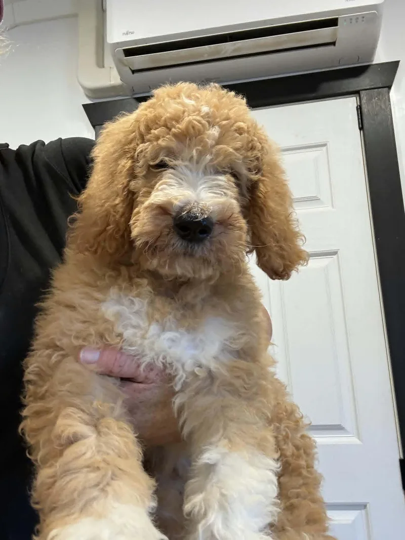 A baby medium-sized male Golden Retriever dog named Nacho for adoption in Havertown, PA