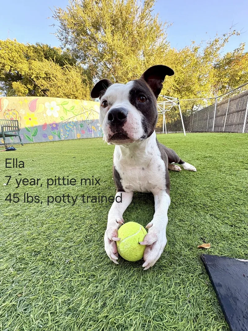 A senior medium-sized female American Staffordshire Terrier dog named Ella for adoption in Oklahoma City, OK