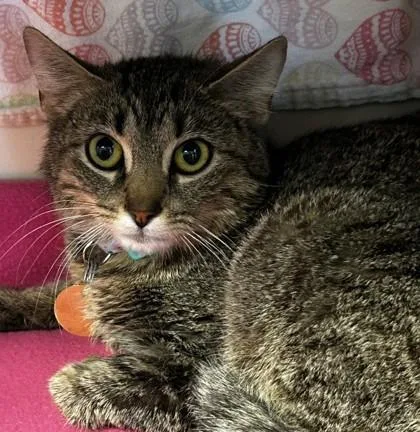 An adult medium-sized female Tabby (Brown / Chocolate) Domestic Short Hair cat named Svedka for adoption in Lansing, MI