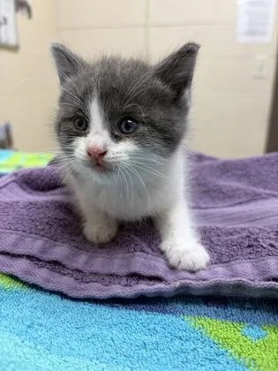 A baby small-sized female Domestic Short Hair cat named Salsa Verde for adoption in Westland, MI