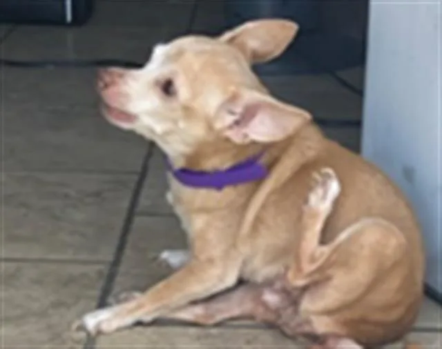 A senior small-sized female Chihuahua dog named Daisy for adoption in Dallas, TX