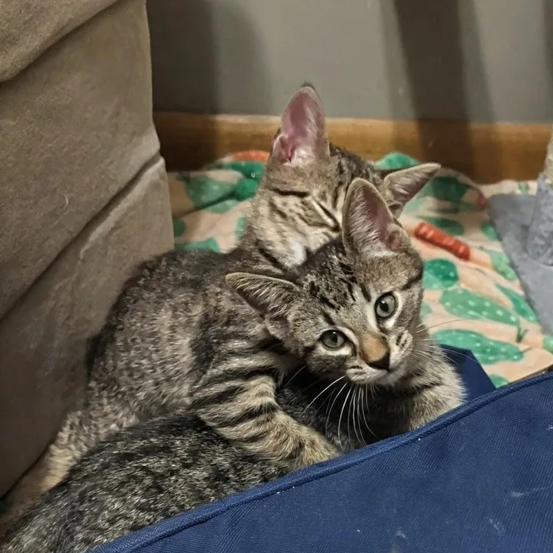 A baby medium-sized male Tabby (Buff / Tan / Fawn) Domestic Short Hair cat named Callahan Best Friends for adoption in West Jefferson, OH