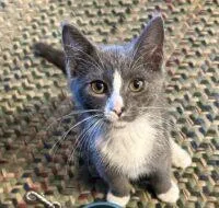 A baby small-sized male Domestic Short Hair cat named Fuzzybutt for adoption in West Chester, PA