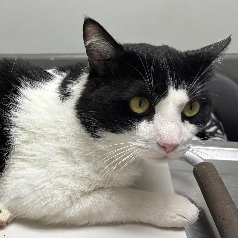 A young medium-sized male Black & White / Tuxedo Domestic Short Hair cat named Oreo for adoption in Johnson City, TN