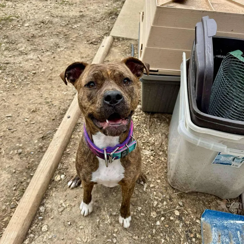 Penny Primadona thumbnail 2