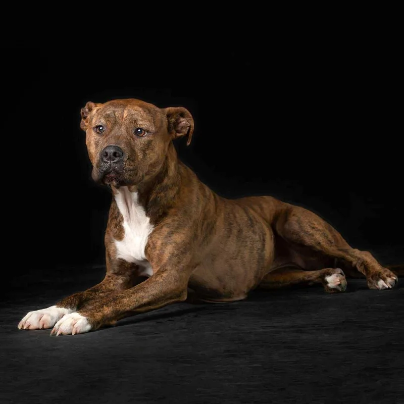 Penny Primadona thumbnail 4