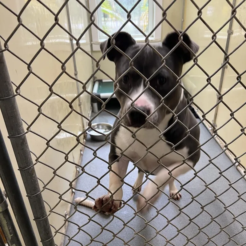 An adult medium-sized female Gray / Blue / Silver Mixed Breed dog named Keisha  + for adoption in LOXAHATCHEE, FL